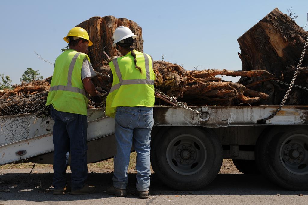A tree crew attaching large tree stumps that have been removed to a hauling truck