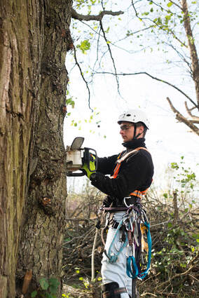 An expert sawyer chopping down a large maple tree in the woods of Webster Groves, MO