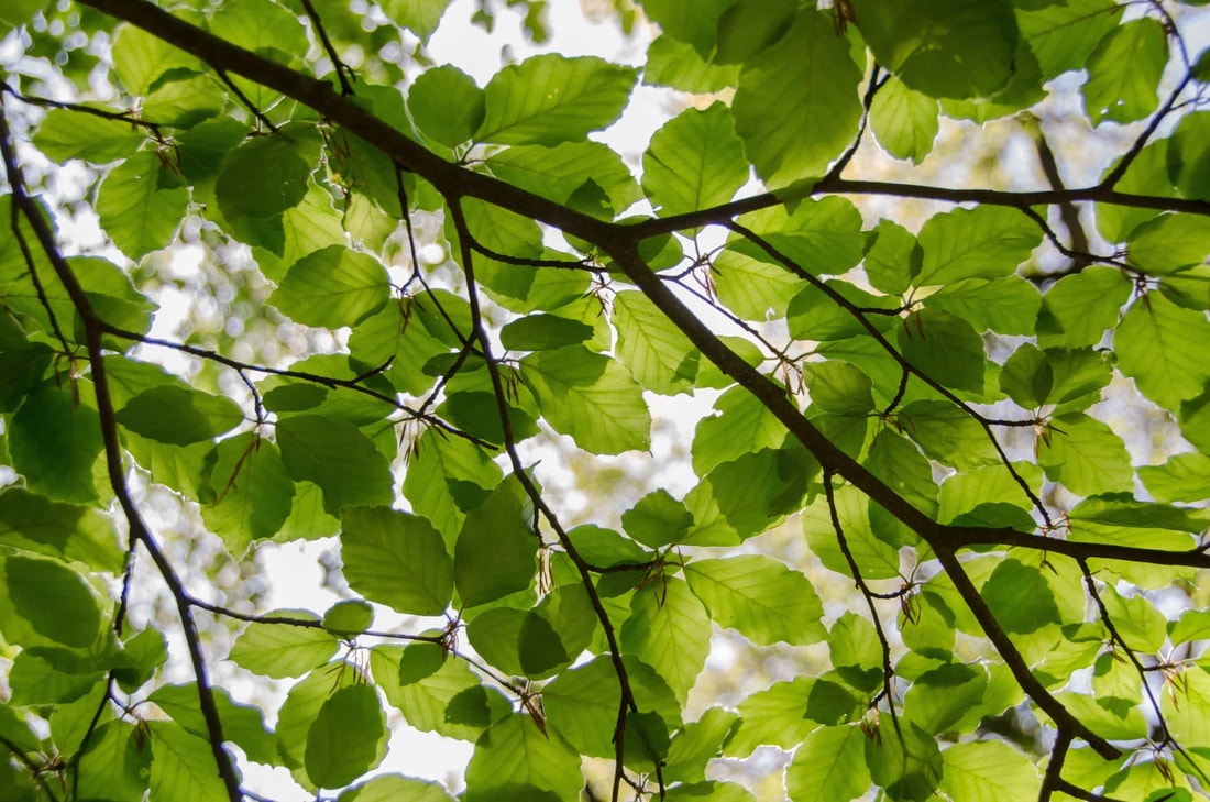 A birch tree branch filled with bright green leaves