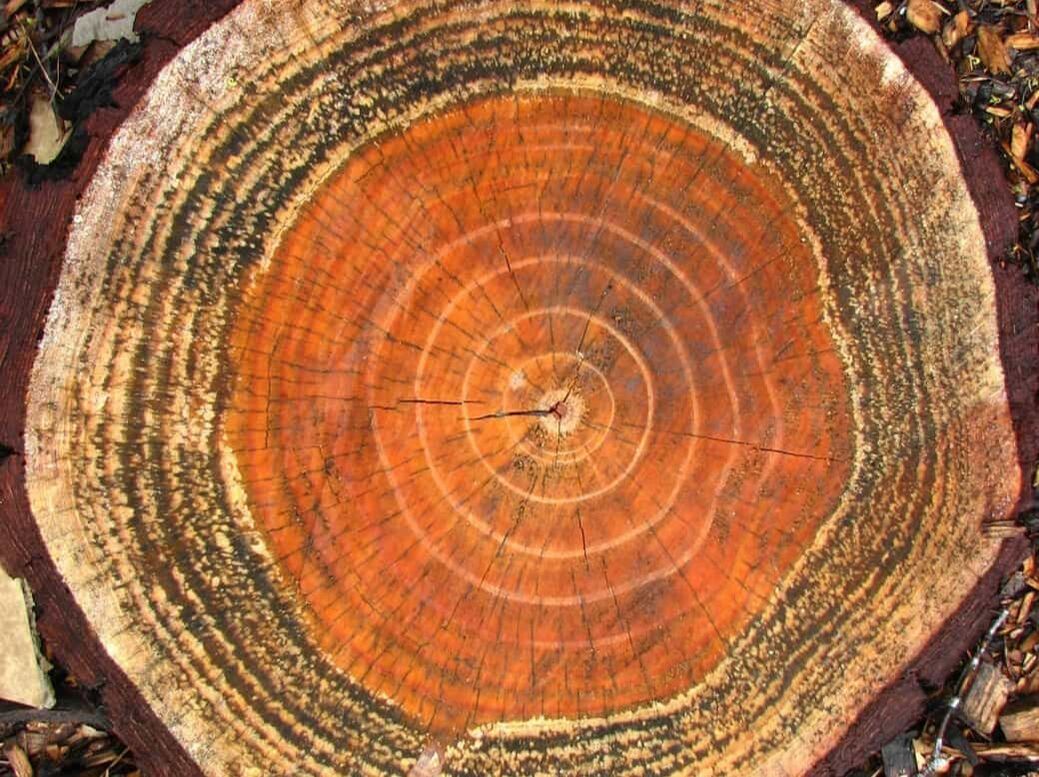 Cross section of an orange colored stump that is about to be removed