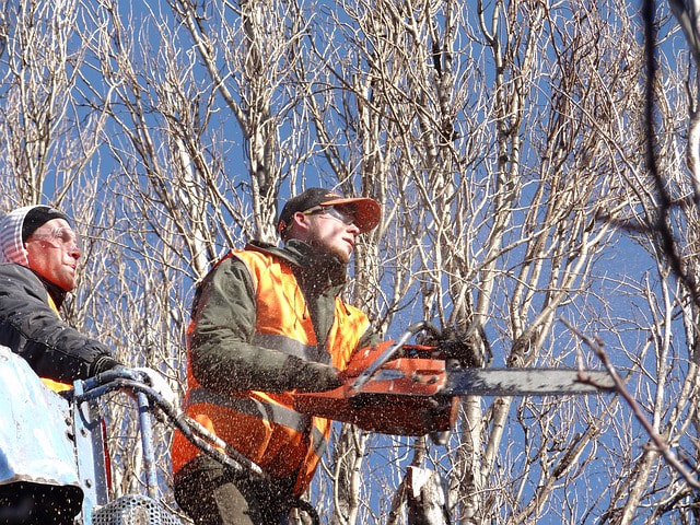 An arborist trimming a tree for the good of the tree's health