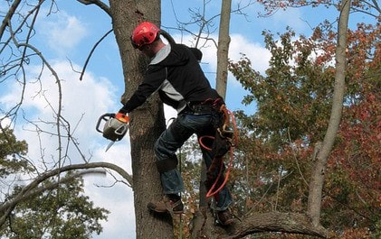 A tree surgeon pruning a tree in the backyard of a house in Webster Groves, MO